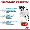 "Royal Canin" Mini Starter сухой корм для щенков мелких пород до 2-х месяцев, беременных и кормящих сук 1кг, фото 5