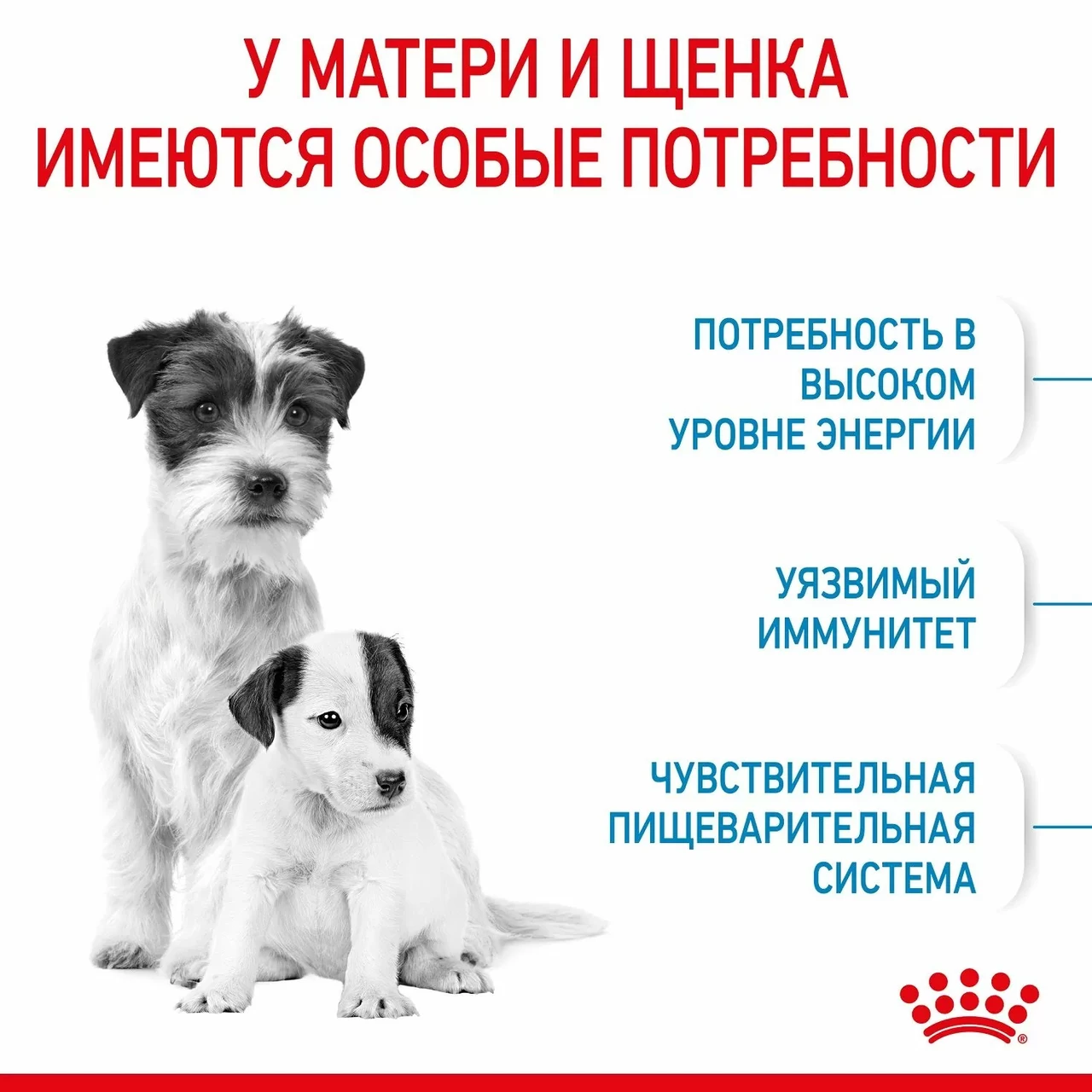 "Royal Canin" Mini Starter сухой корм для щенков мелких пород до 2-х месяцев, беременных и кормящих сук 1кг - фото 4 - id-p202344989