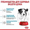 "Royal Canin" Mini Puppy сухой корм для щенков мелких пород до 10 месяцев 800г, фото 6