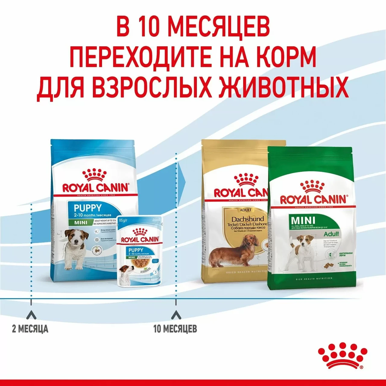 "Royal Canin" Mini Puppy сухой корм для щенков мелких пород до 10 месяцев 800г - фото 10 - id-p202345009