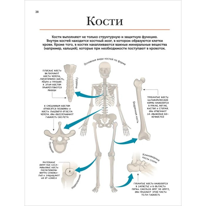 Современная энциклопедия. Тело человека - фото 5 - id-p202414644