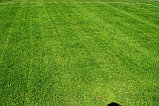 Трава газонная спорт Регенерация , 10кг, фото 2