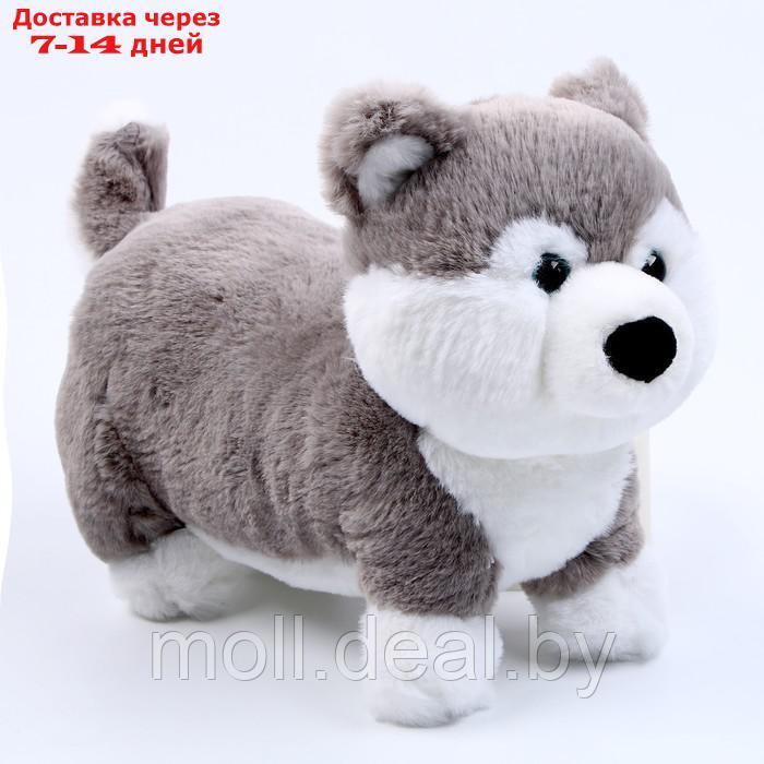 Мягкая игрушка "Хаски", размер 28 см, цвет серый - фото 1 - id-p202612303