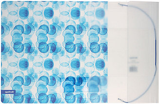 Папка пластиковая на резинке Berlingo (с рисунком) толщина пластика 0,6 мм, Bubbles