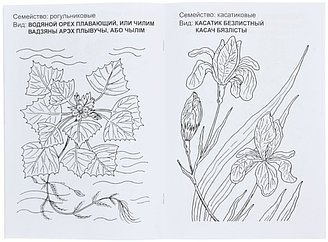 Книжка-раскраска А4, 8 л., «Цветы Беларуси»
