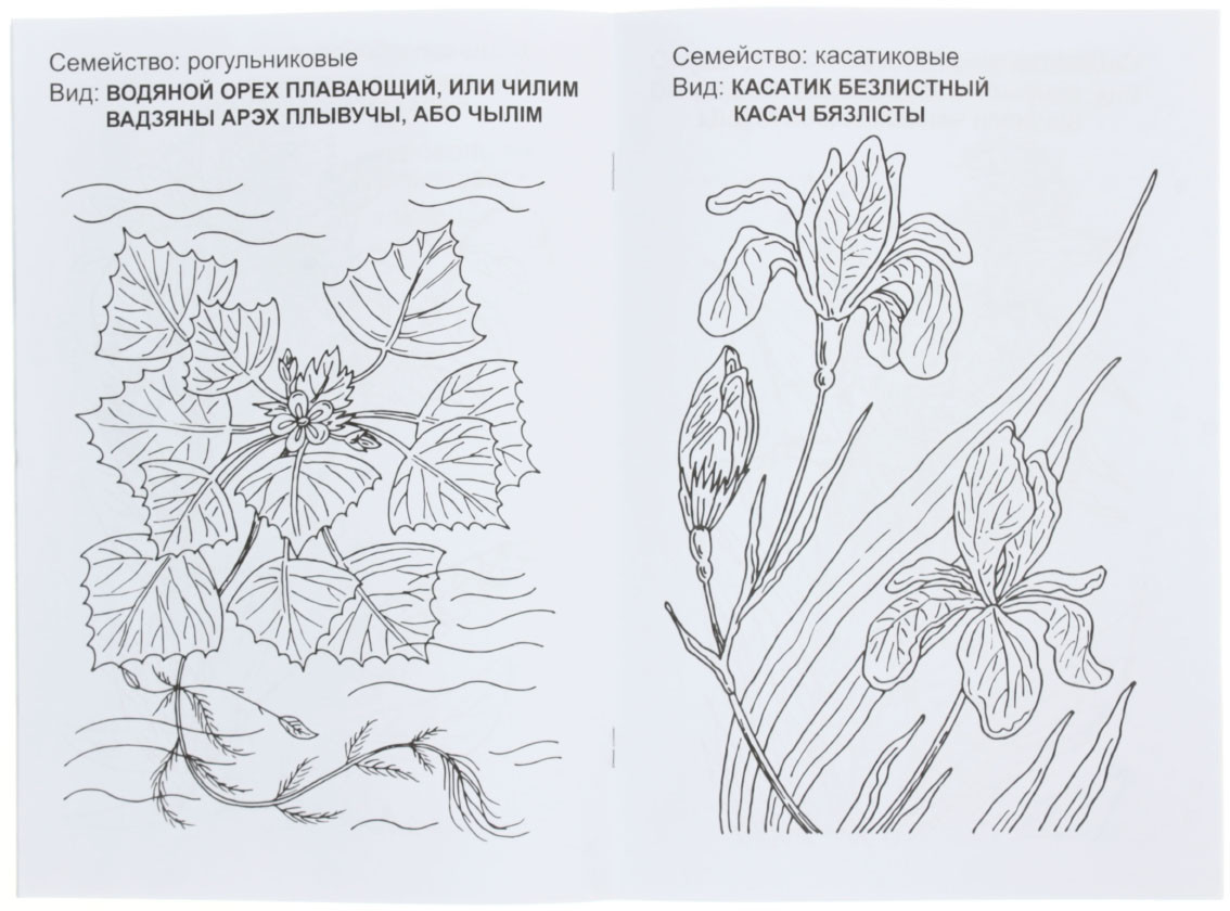 Книжка-раскраска А4, 8 л., «Цветы Беларуси» - фото 1 - id-p202729639