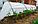 Парник со спанбондом "Садовник" 4 м, плотн. 42 г/м2, фото 2