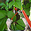 Степлер - подвязчик растений к опоре Tapetool (тапенер) Желтый, фото 3