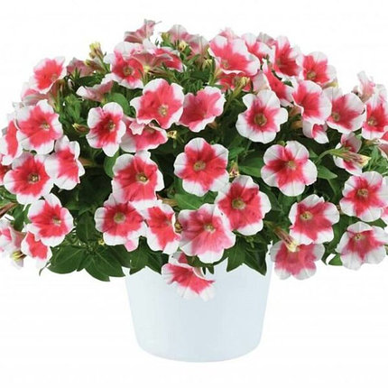 Петуния ампельная cap cherry vanilla, фото 2