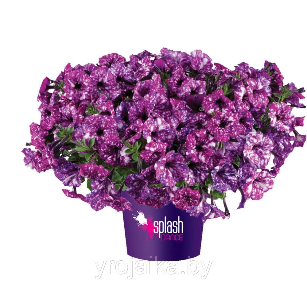 Петуния ампельная purple polka - фото 1 - id-p203227806