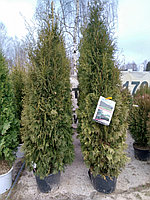 Туя западная Колумна (Thuja occidentalis Columna ) 220-260 см см