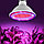 Светодиодная энергосберегающая фитолампа QRCP-00414, фиолетовый свет (цоколь Е27) 50 Вт, для поддержания роста, фото 2