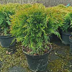 Туя западная "Danica" (Thuja occidentalis) C3