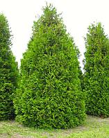 Туя западная "Frieslandia" (Thuja occidentalis) C50