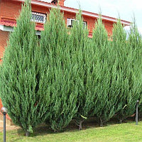 Можжевельник скальный "Skyrocket" (Juniperus scopulorum) C15