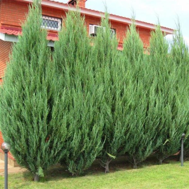 Можжевельник скальный "Skyrocket" (Juniperus scopulorum) C25 - фото 1 - id-p203559459