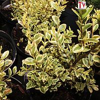 Самшит вечнозеленый "Aureovariegata" (Buxus sempervirens) C2