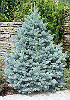 Ель колючая "Glauca Majestic Blue" (Picea pungens) С2