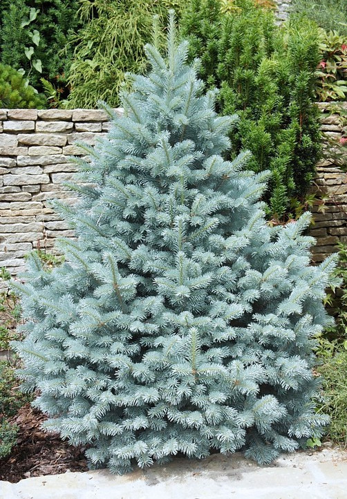 Ель колючая "Glauca Majestic Blue" (Picea pungens) С2 - фото 1 - id-p203584223