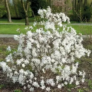 Магнолия звездчатая 'Royal Star' (60-90 см, С5) - фото 1 - id-p203727998