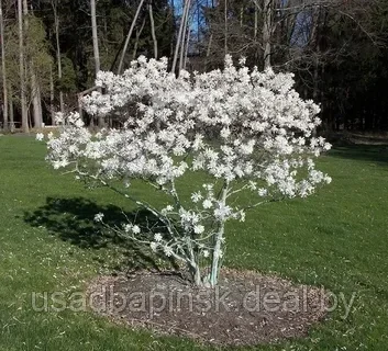 Магнолия звездчатая 'Royal Star' (60-90 см, С5) - фото 2 - id-p203727998