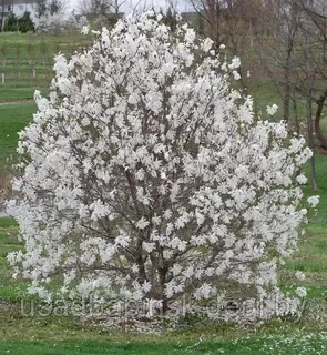 Магнолия звездчатая 'Royal Star' (60-90 см, С5) - фото 3 - id-p203727998