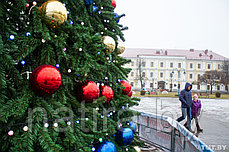 Ель "Уральская" (уличная ель), фото 2