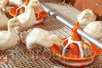 Чашечная кормушка MultiPan 395 для уток и индеек Big Dutcman, фото 2