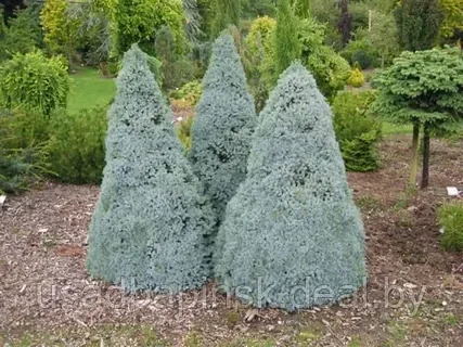 Ель канадская Сандерс Блю(Sander's Blue) (25-30 см., С5) - фото 3 - id-p203777913