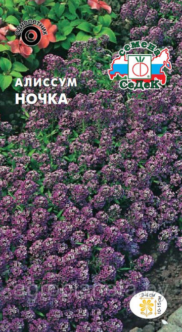 Алиссум морской НОЧКА, 0.1г - фото 1 - id-p203787049