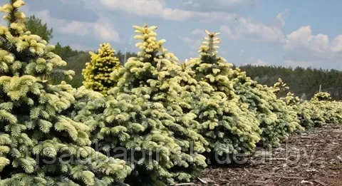 Ель колючая Биалобок(Bialobok) (110-120 см., с30) - фото 2 - id-p203795971