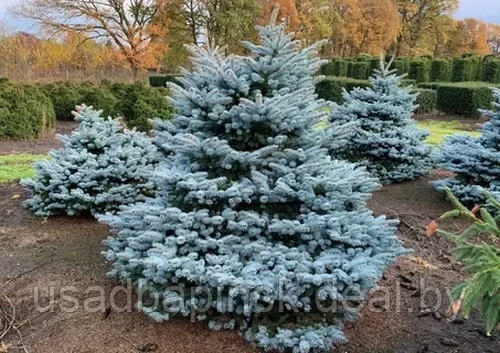 Ель колючая Глаука глобоза(Glauca Glabosa) (60-70 см., С30) - фото 3 - id-p203795985