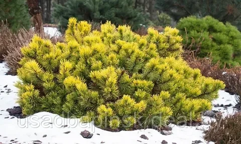 Сосна горная Винтер Голд(Winter Gold) (D60-70 см., С25) - фото 3 - id-p203813955