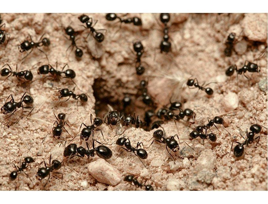 ЭКОКИЛЛЕР от садовых муравьев, ведро 1,0 л - фото 8 - id-p203823189