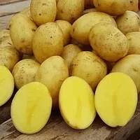 Что представляет собой семенной картофель на посадку