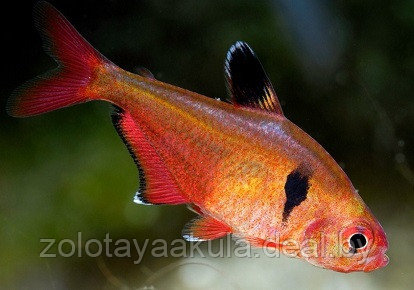 AquaFish Минор (лат. Hyphessobrycon minor) - фото 1 - id-p203860861