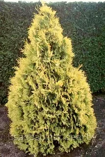 Туя складчатая Ауресценс(Aurescens) (80-90 см., С7,5)
