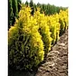 Туя складчатая Ауресценс(Aurescens) (80-90 см., С7,5), фото 2