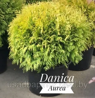 Туя шаровидная Даника Ауреа(occidentalis Danica) (25-30 см., С5) - фото 2 - id-p203873586