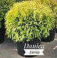 Туя шаровидная Даника Ауреа(occidentalis Danica) (25-30 см., С5), фото 2