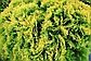 Туя шаровидная Даника Ауреа(occidentalis Danica) (25-30 см., С5), фото 4