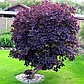 Скумпия Роял Перпл(Royal Purple) (50-70 см., С5), фото 2
