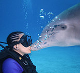 Дайвинг с дельфинами, фото 2