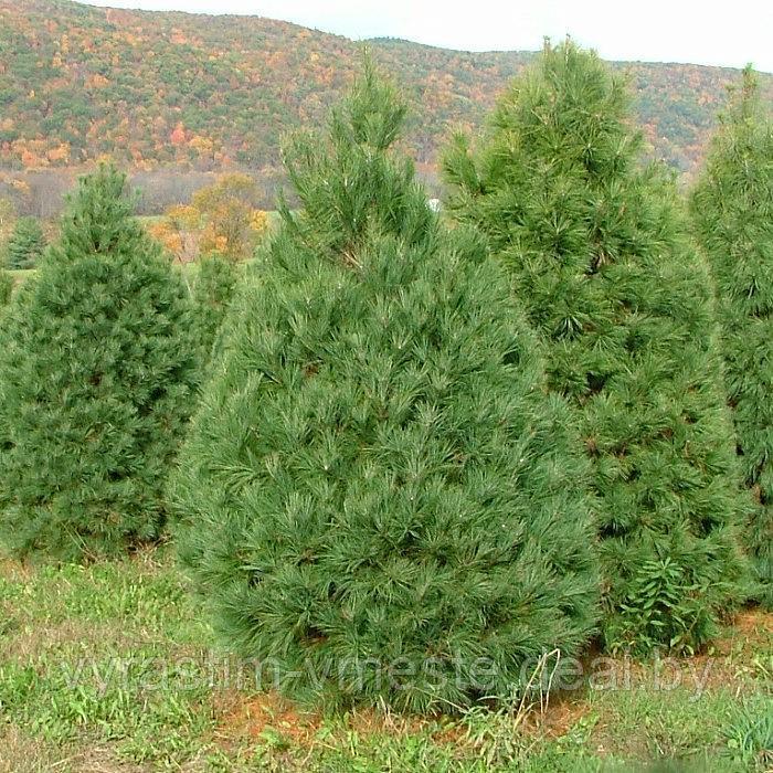 Сосна веймутова (Pinus strobus) С5 выс. 55-60 см - фото 1 - id-p196178018