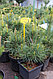 Сосна кедровая (Pínus sibírica) С5 В.80-100 см, фото 2