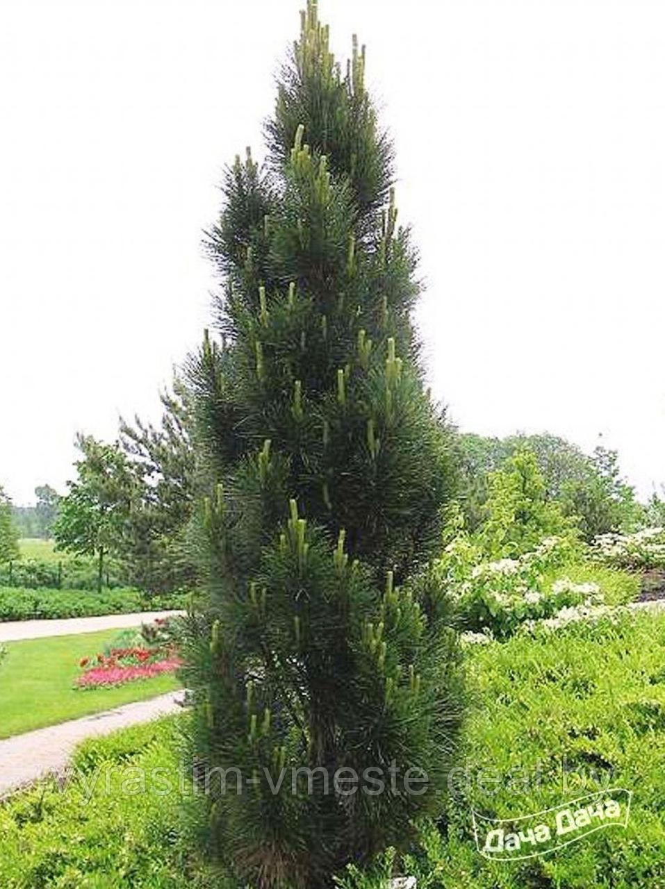 Сосна черная Пирамидалис (Pinus nigra Pyramidalis) С5 выс. 30 см - фото 1 - id-p204074600
