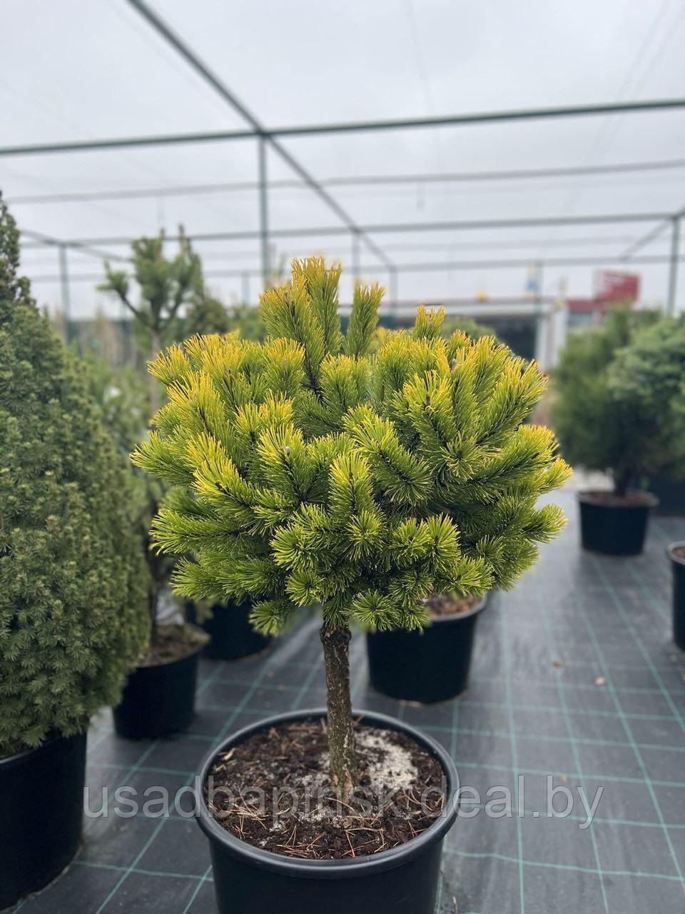 Сосна Горная OPHIR