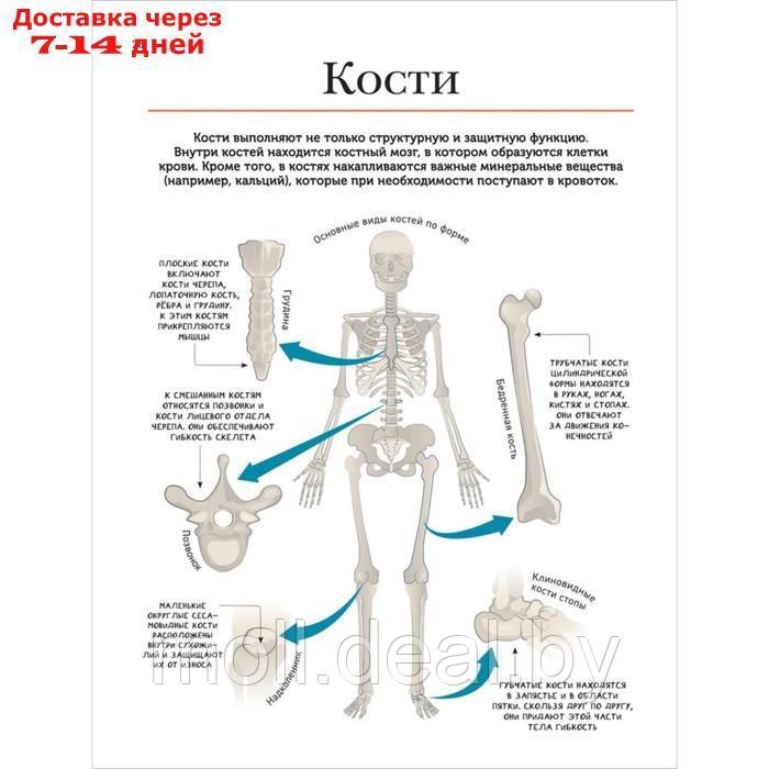 Современная энциклопедия. Тело человека - фото 5 - id-p204041386