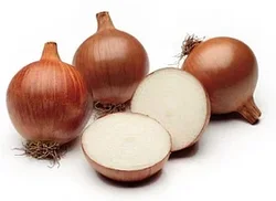 Правила хранения и высадки лука севка