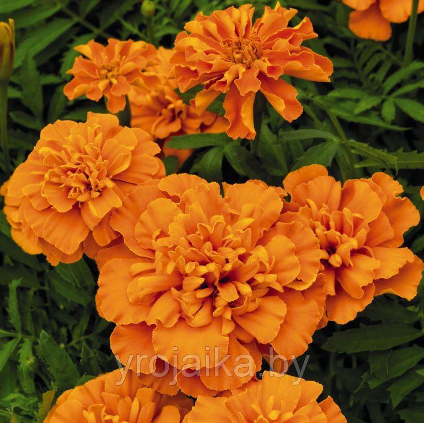 Бархатцы отклоненные Супер хироу дип оранж - фото 4 - id-p204290611